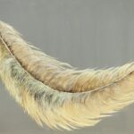 feather painting for sale